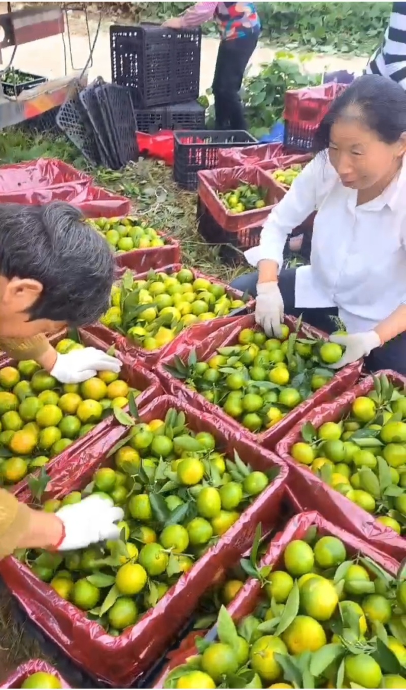 特早蜜橘已上市（大批量提供，其他品种也大量提供）