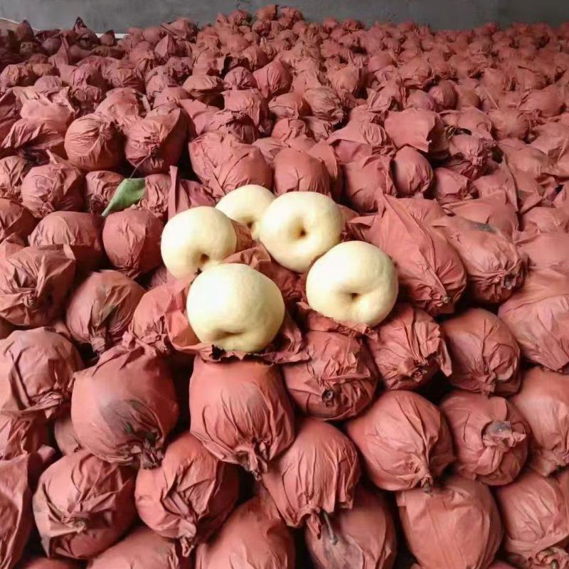 陕西蒲城酥梨入口即化皮薄肉多对接各大市场售后无忧