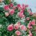藤本月季红龙爬藤月季红龙月季花养易活庭院植