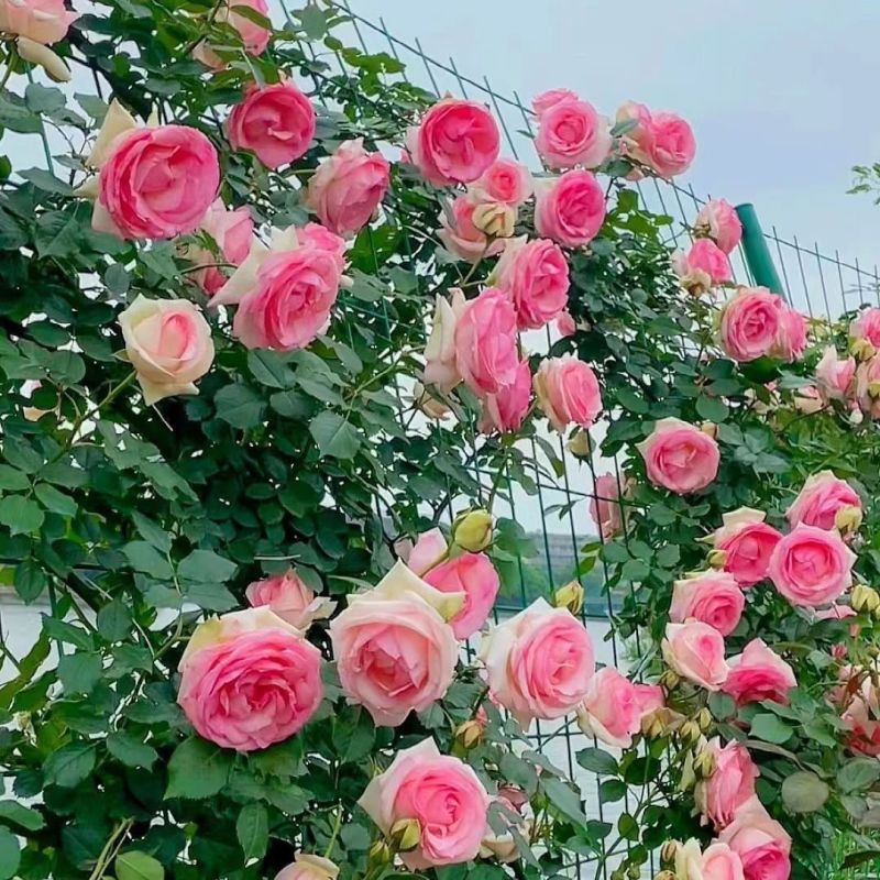 藤本月季红龙爬藤月季红龙月季花养易活庭院植
