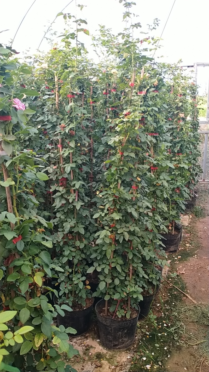 藤本月季红龙爬藤月季红龙月季花养易活庭院植