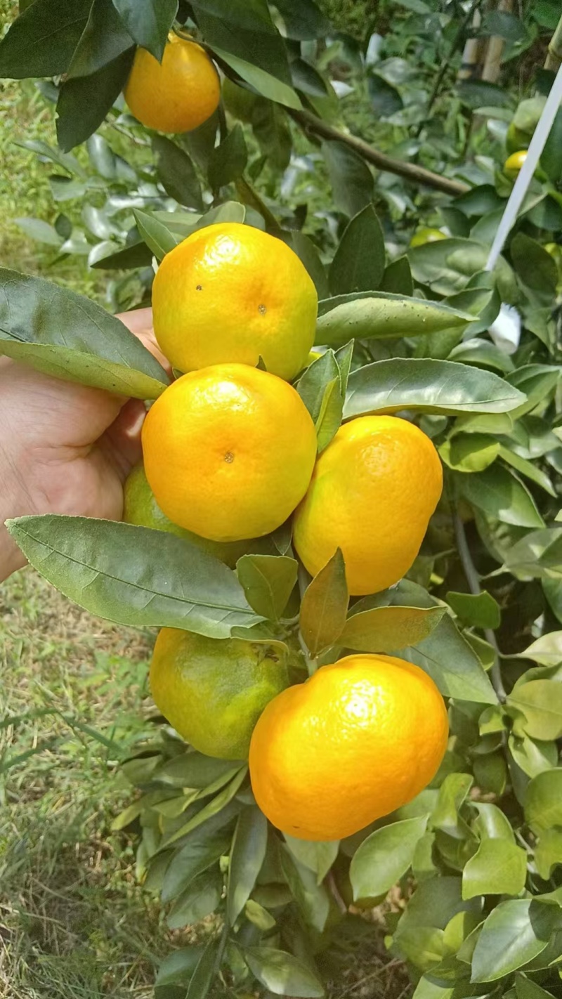 蜜橘