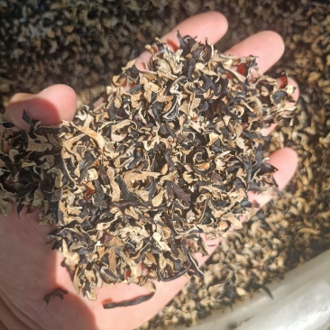 电商用木耳丝碎木耳丝1-2公分短木耳丝便宜木耳丝足干木耳