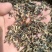 电商用木耳丝碎木耳丝1-2公分短木耳丝便宜木耳丝足干木耳