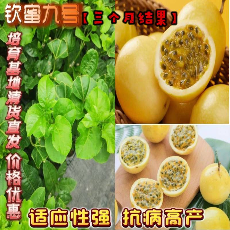 钦蜜九号百香果嫁接苗