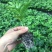 钦蜜九号百香果嫁接苗