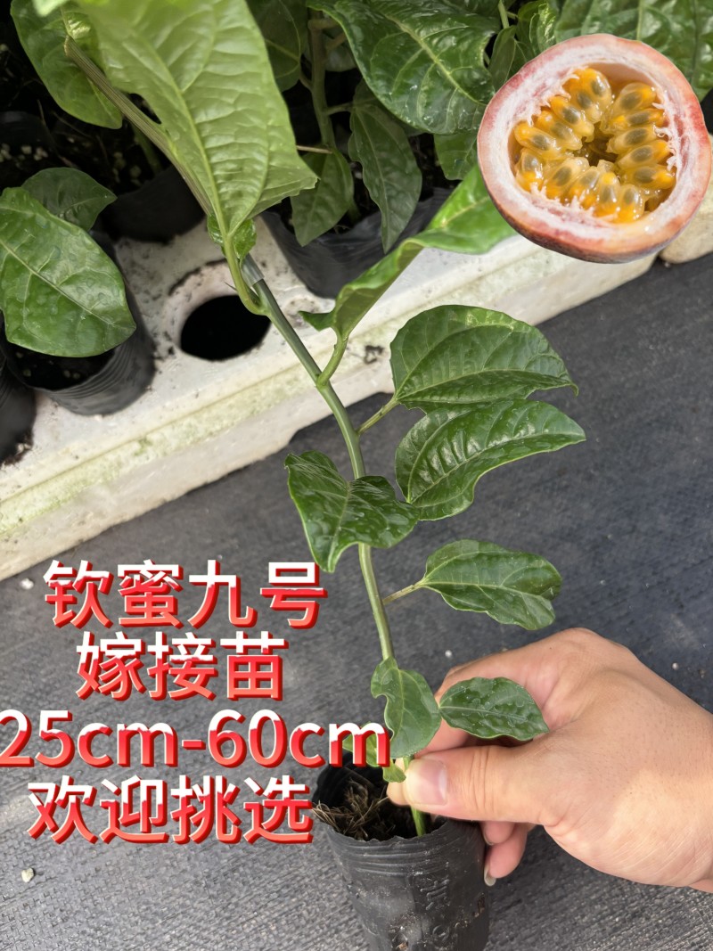 钦蜜九号百香果嫁接苗