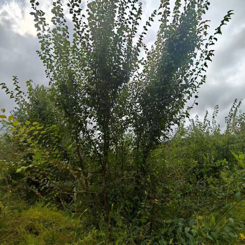 【推荐】枫树/茶条槭/视频看货/产地现挖/欢迎咨询