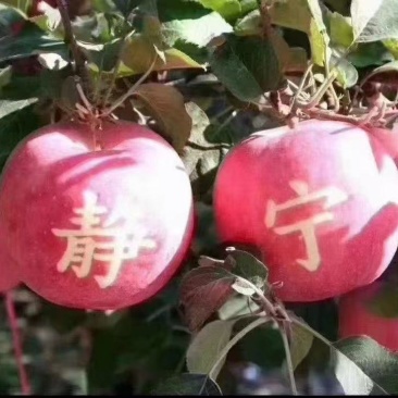 静宁红富士苹果大量供货现摘现发品质保证价格优惠