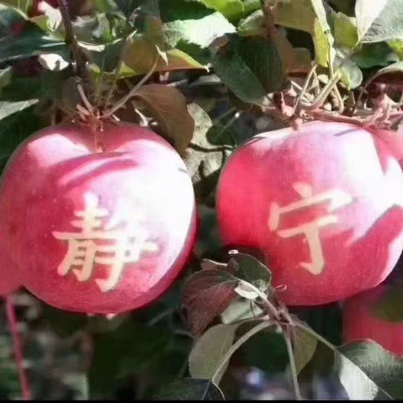 静宁红富士苹果大量供货现摘现发品质保证价格优惠