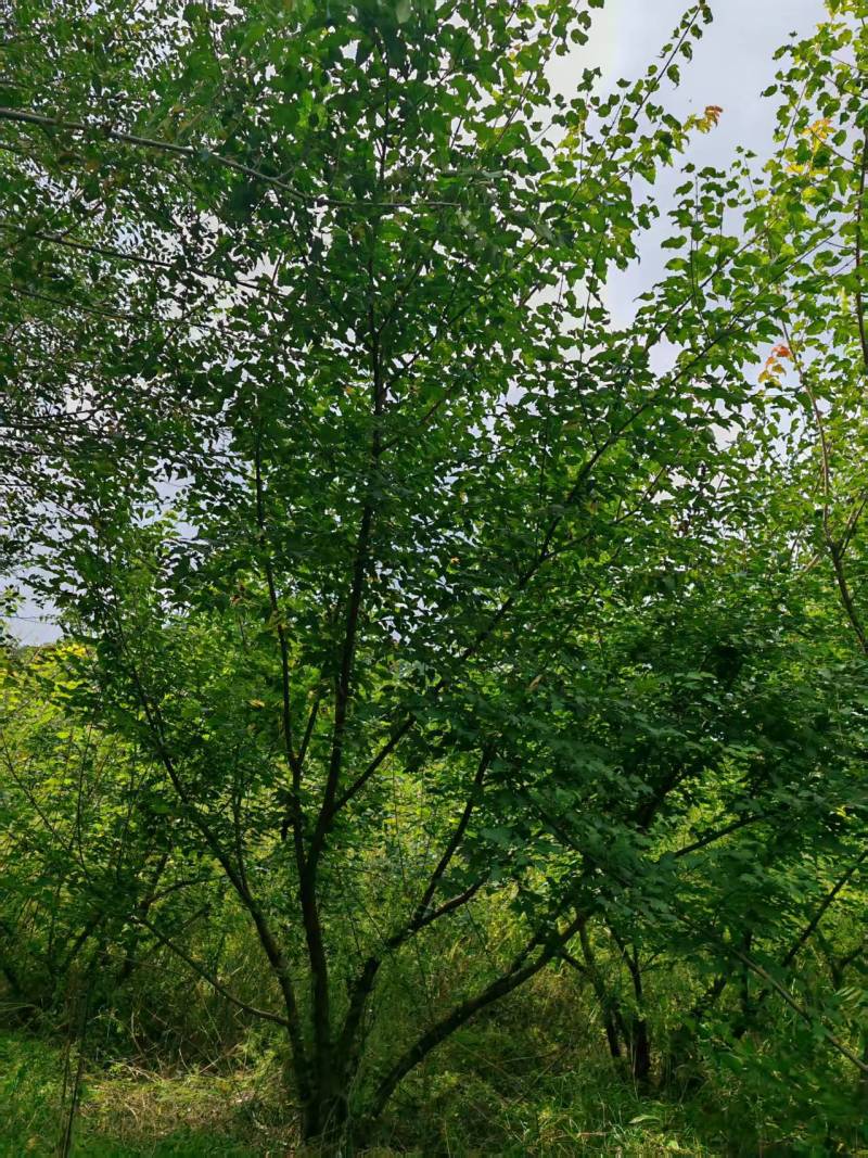 【推荐】枫树/茶条槭/视频看货/产地现挖/欢迎咨询