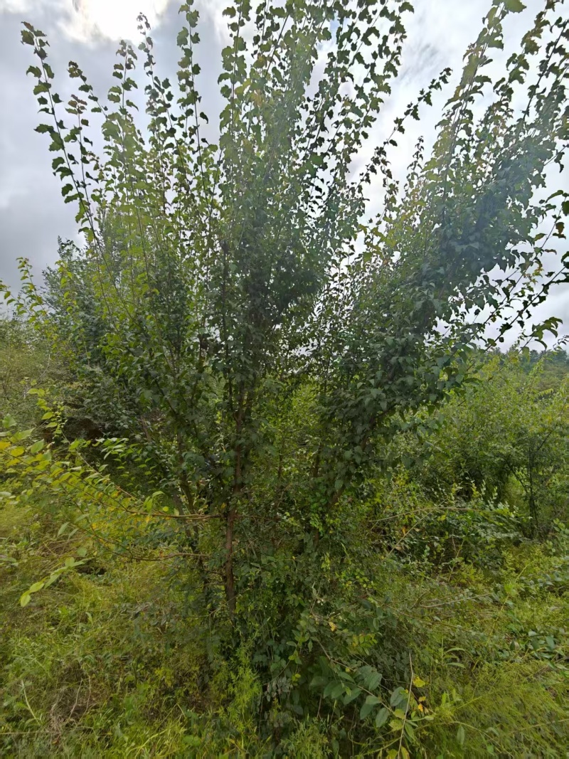 【推荐】枫树/茶条槭/视频看货/产地现挖/欢迎咨询