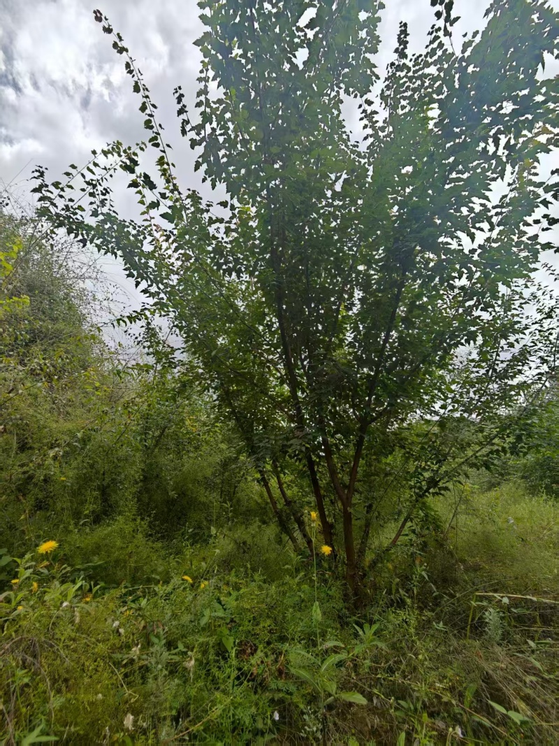 【推荐】枫树/茶条槭/视频看货/产地现挖/欢迎咨询