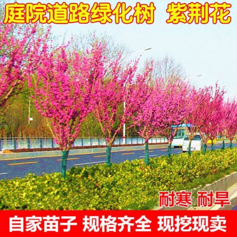 紫荆苗紫荆花树苗紫荆树苗耐寒绿化工程苗室外花卉花园