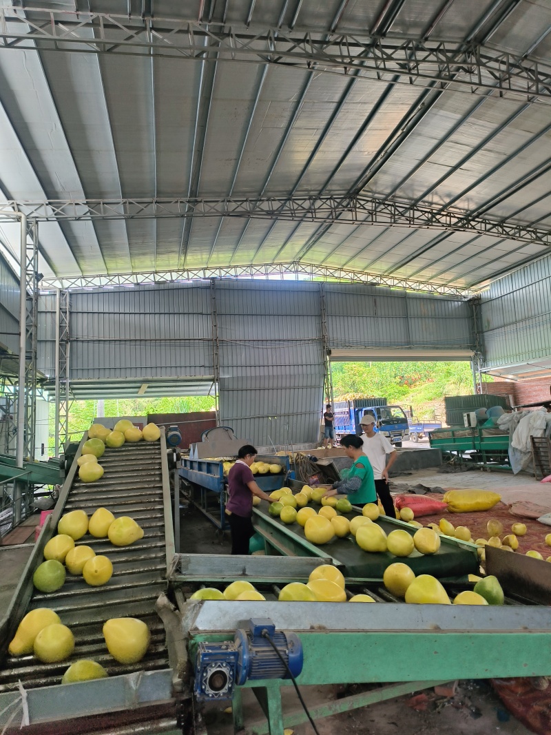 广东梅州红心柚琯溪蜜柚礼盒箱中秋送礼