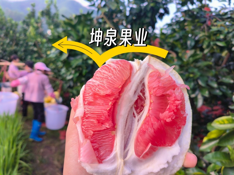 广东梅州红心柚琯溪蜜柚礼盒箱中秋送礼