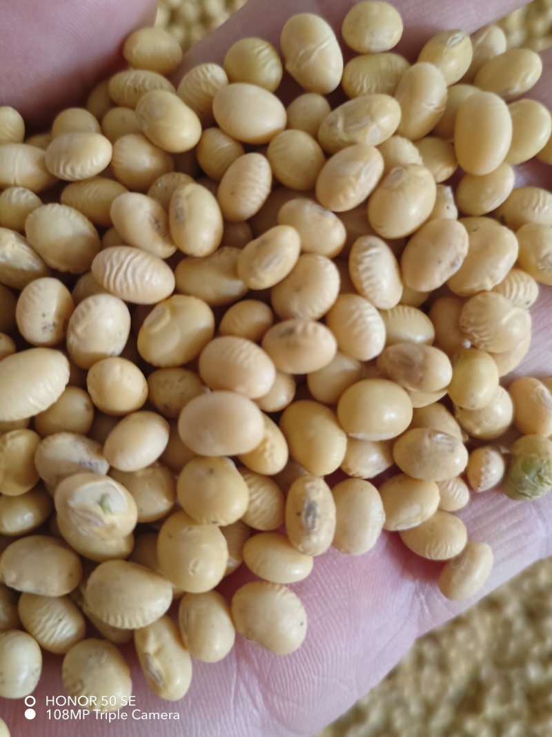 安徽高蛋白黄豆，蛋白43左右出浆率高，适合各种豆制品厂。