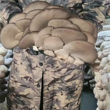 新鲜平菇