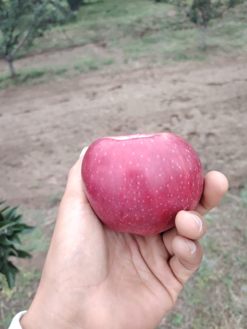 红星苹果，山区货，果面干净，口感好