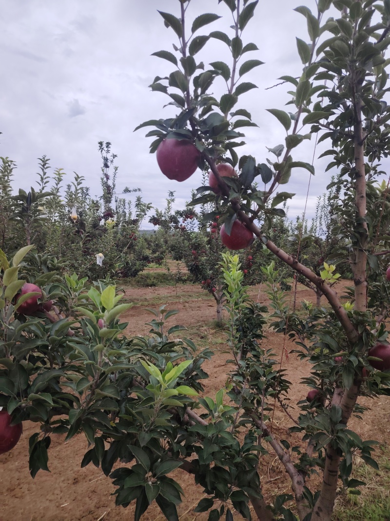 红星苹果，山区货，果面干净，口感好