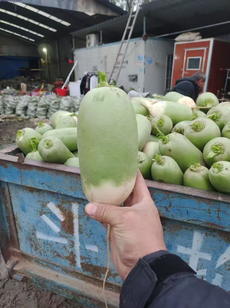 青萝卜