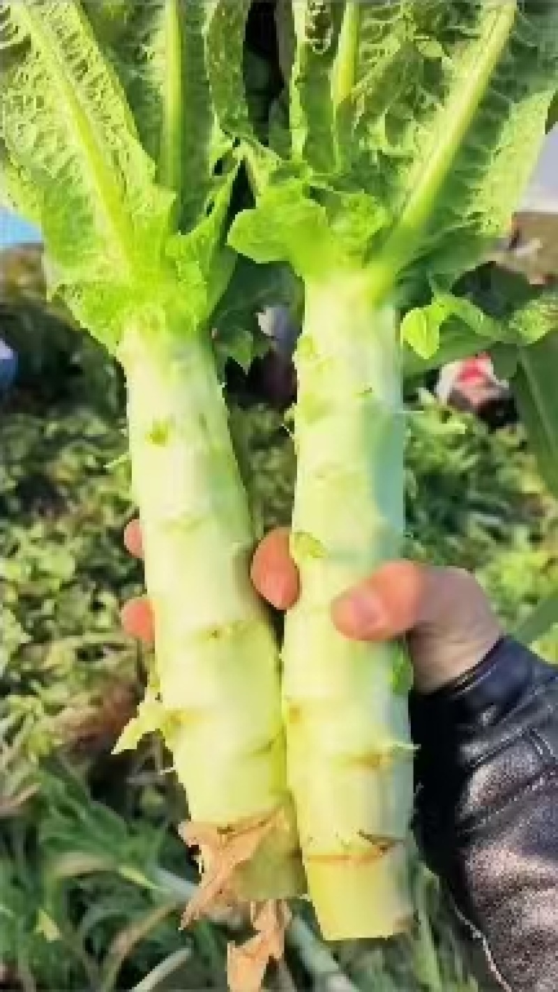 精品莴苣大量上市一手货源欢迎新老客户咨询