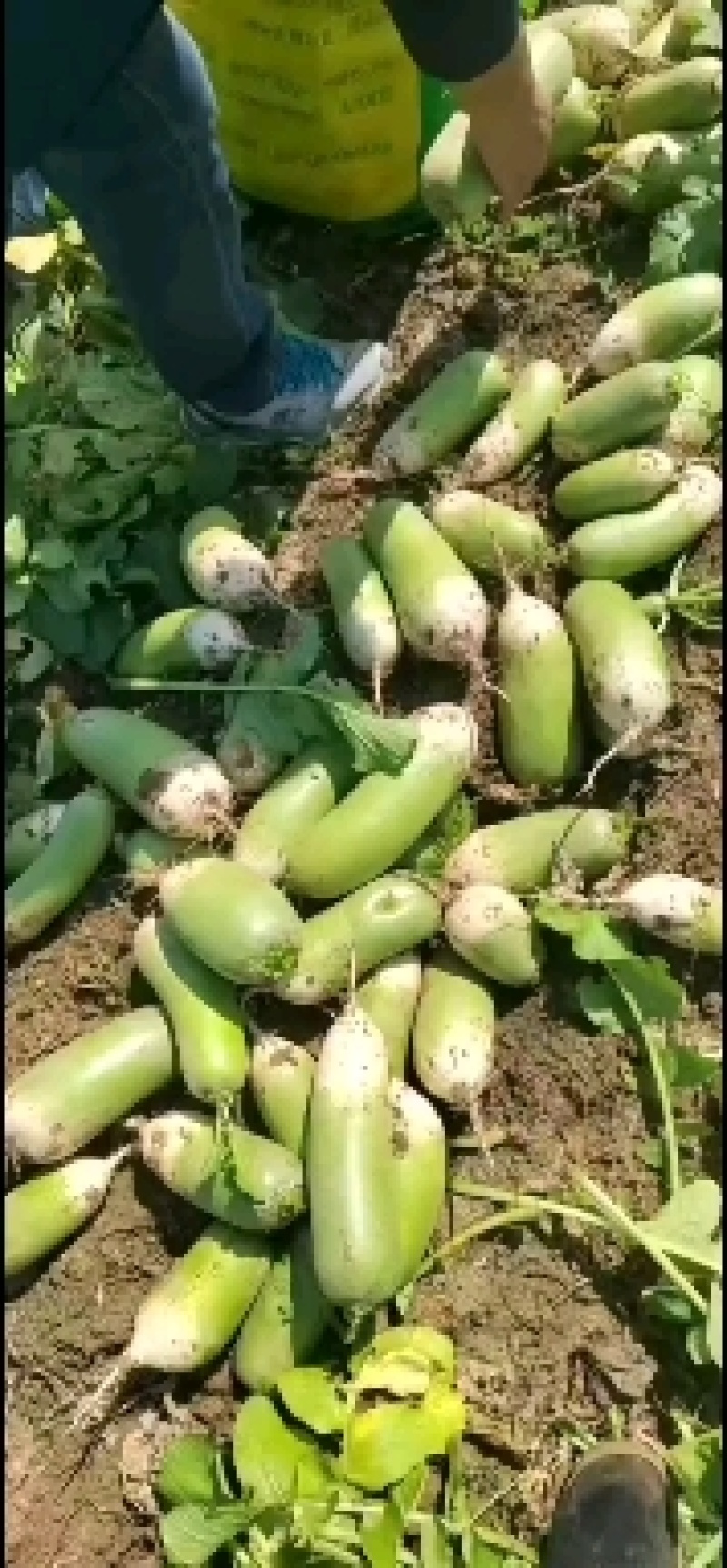 青萝卜