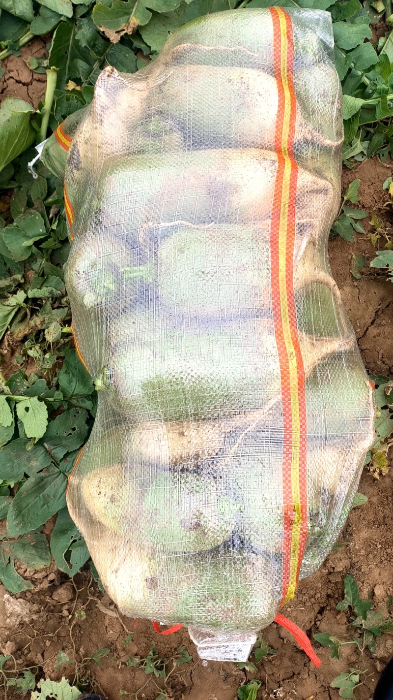 青萝卜
