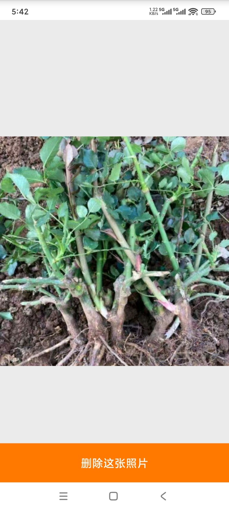 玫瑰花苗混色随机发货四季开花易活好养室内外盆栽花卉阳台