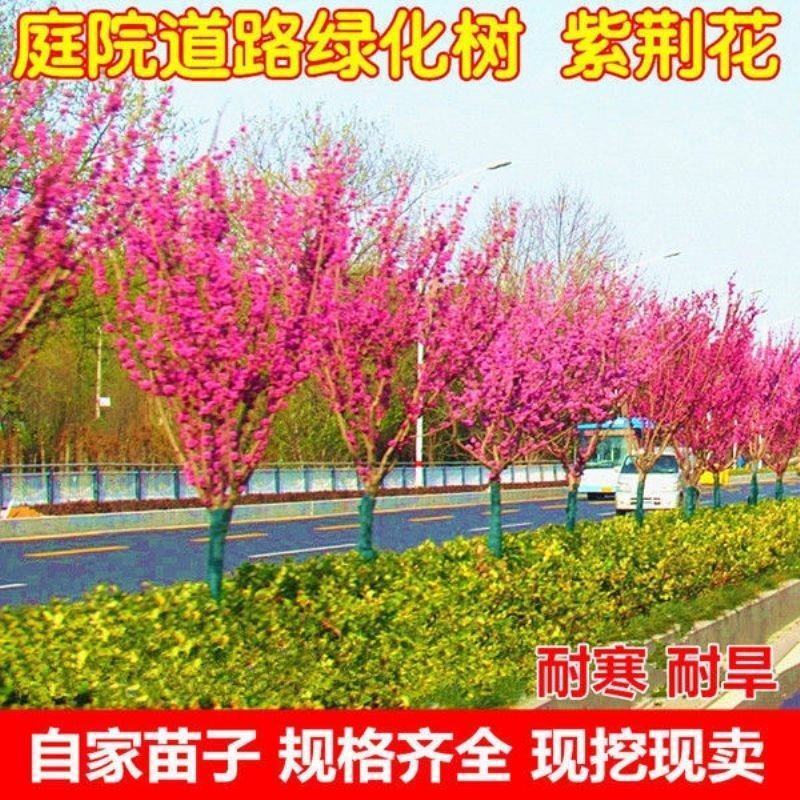 紫荆花树苗紫金花紫荆苗编织花瓶(要丛生紫荆联系客服)