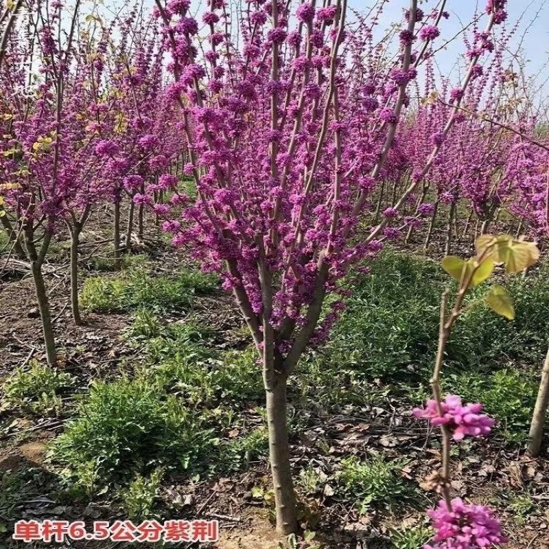 紫荆花树苗紫金花紫荆苗编织花瓶(要丛生紫荆联系客服)