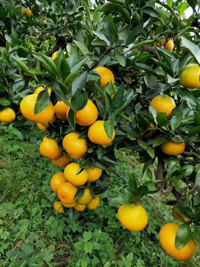 湖南蜜橘，基地直供，新鲜供应，大量有货，供应全国超市批发