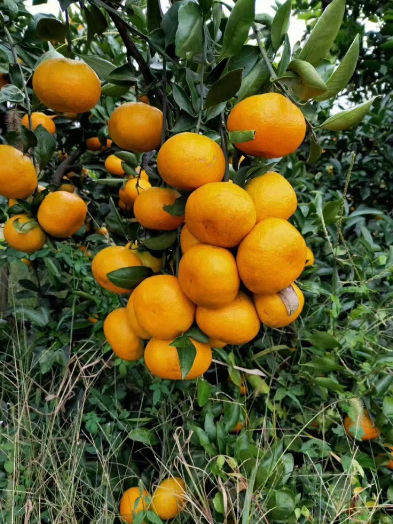 湖南蜜橘，基地直供，新鲜供应，大量有货，供应全国超市批发
