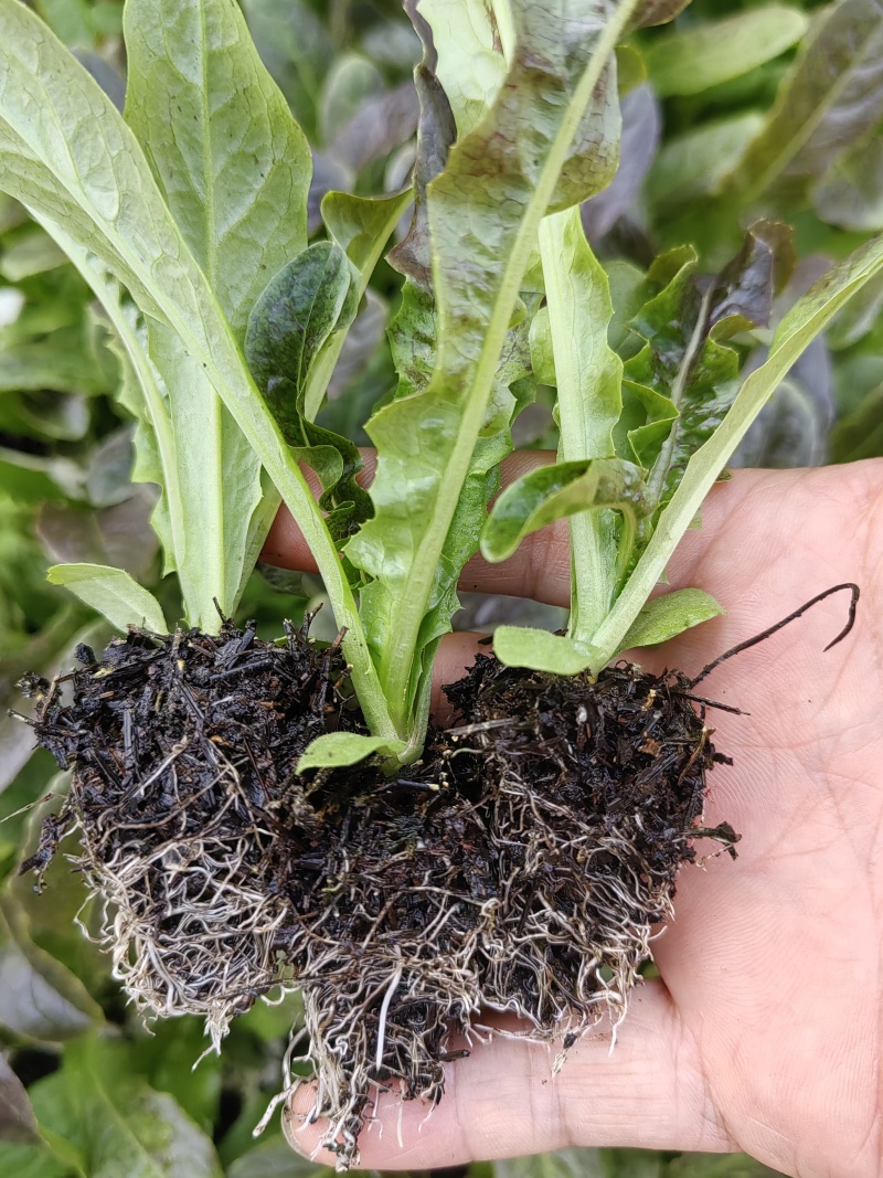 红叶莴笋苗，专业苗圃基地，保证质量，云南产区大棚种植基地