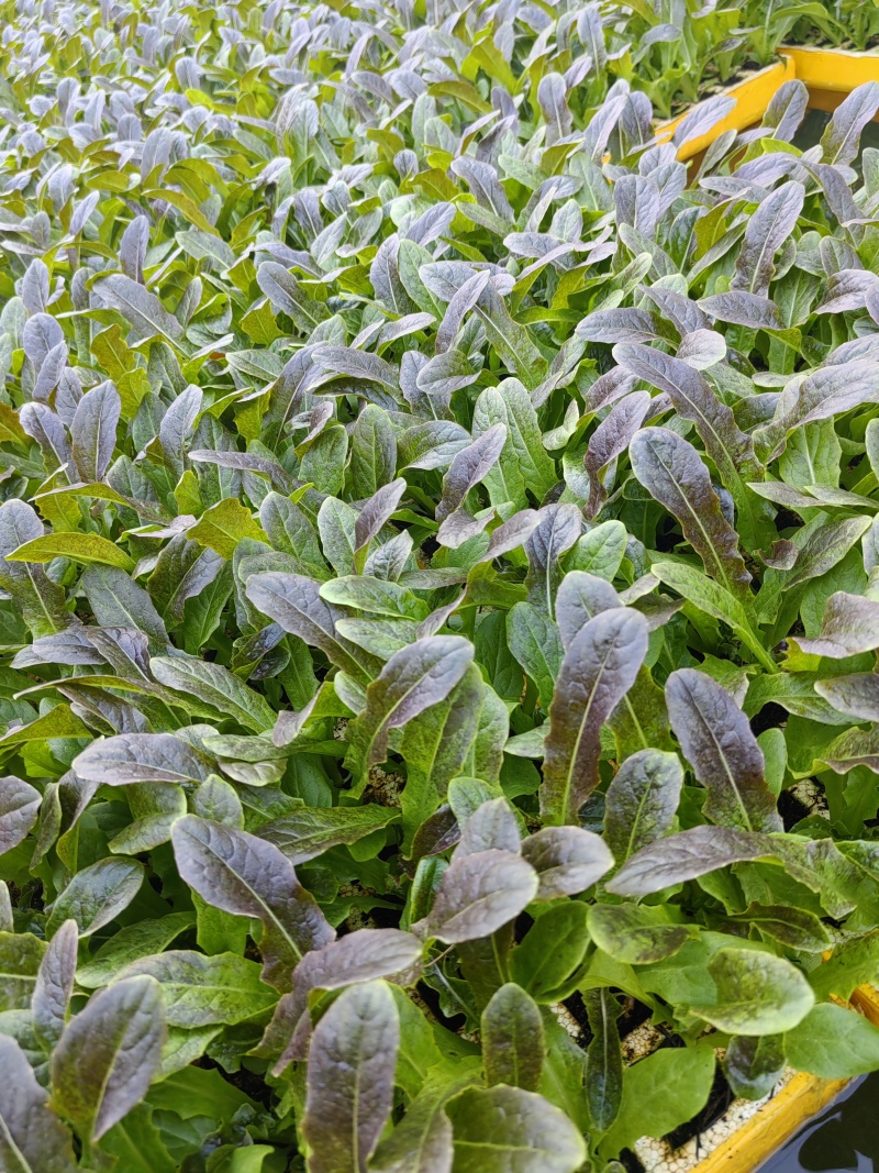 红叶莴笋苗，专业苗圃基地，保证质量，云南产区大棚种植基地