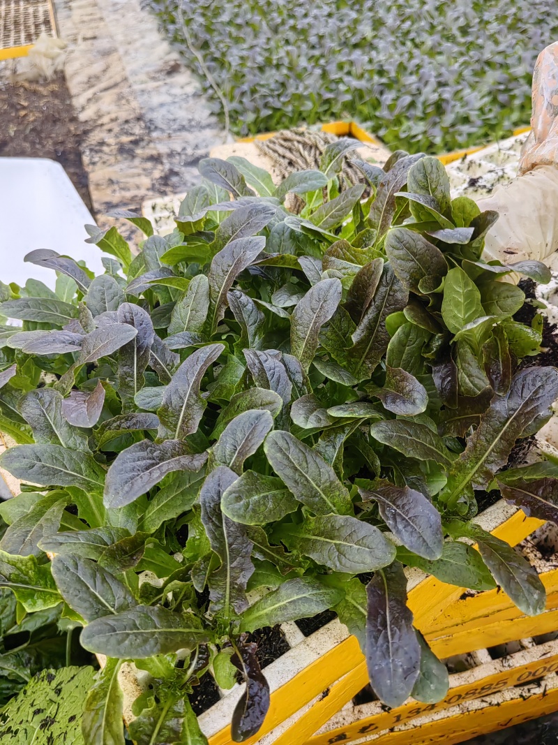 红叶莴笋苗，专业苗圃基地，保证质量，云南产区大棚种植基地