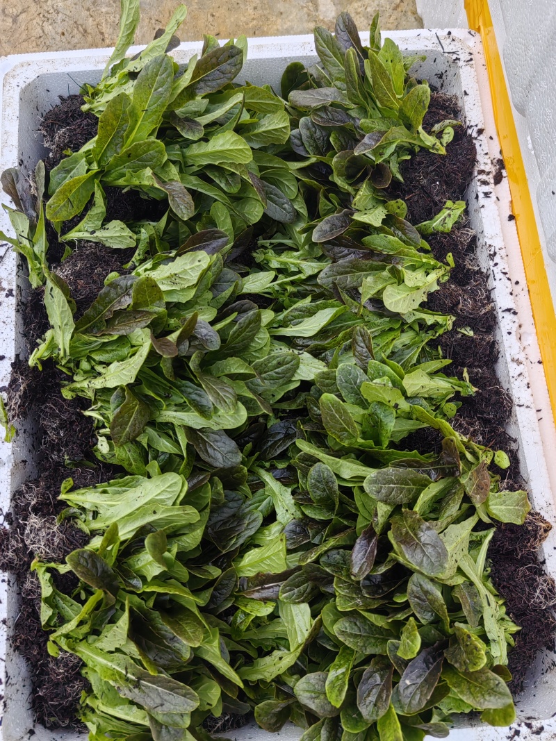 红叶莴笋苗，专业苗圃基地，保证质量，云南产区大棚种植基地