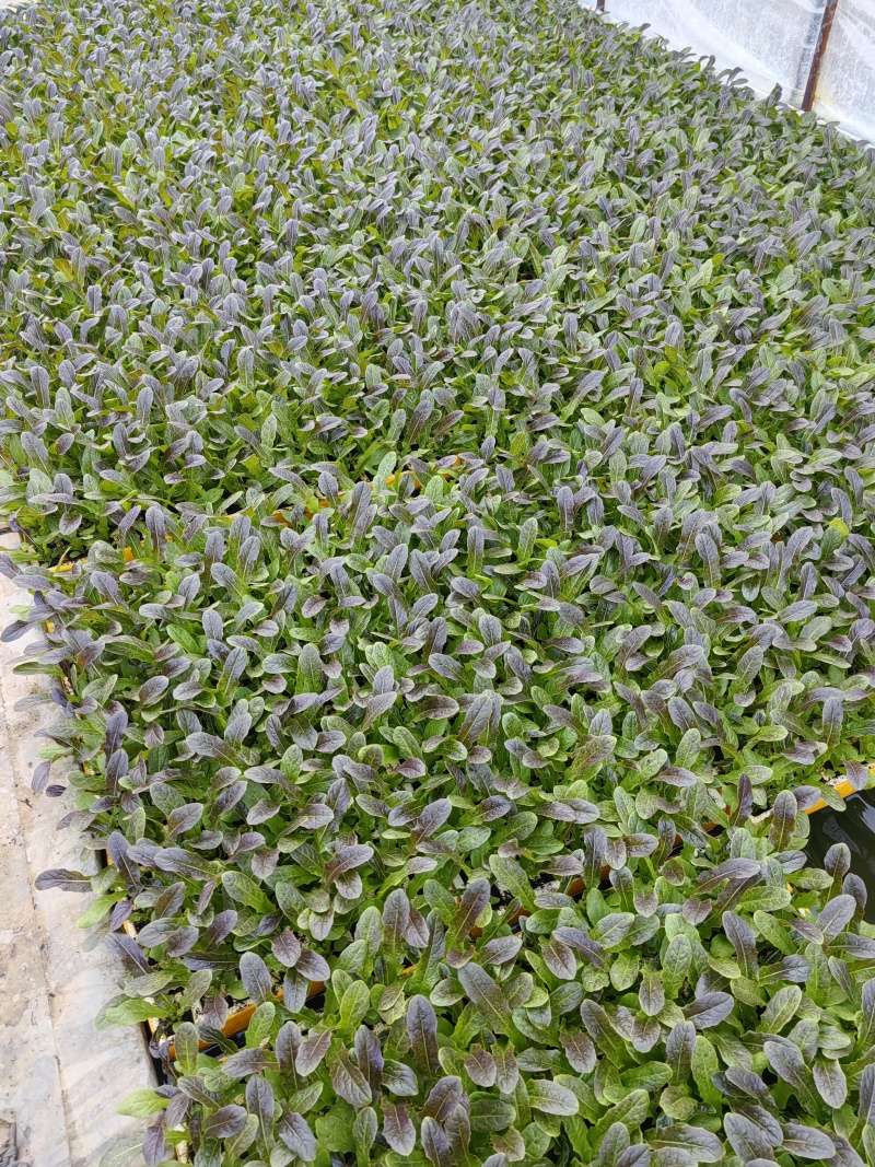 红叶莴笋苗，专业苗圃基地，保证质量，云南产区大棚种植基地