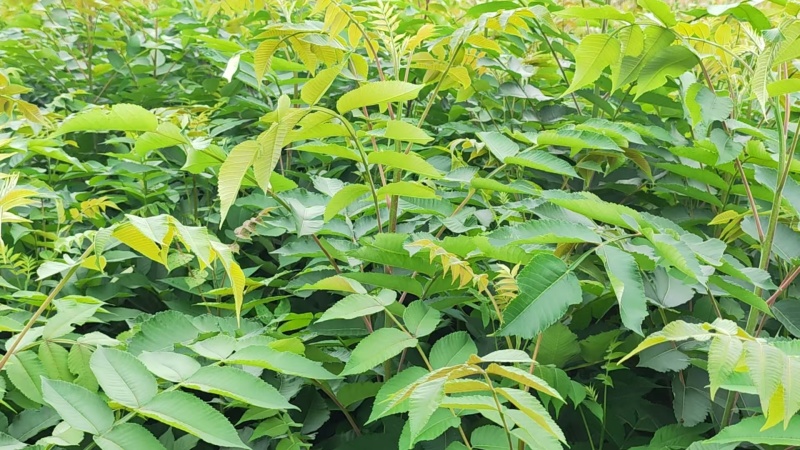 五倍子苗湖北基地直发规格齐全质量保证价钱可谈