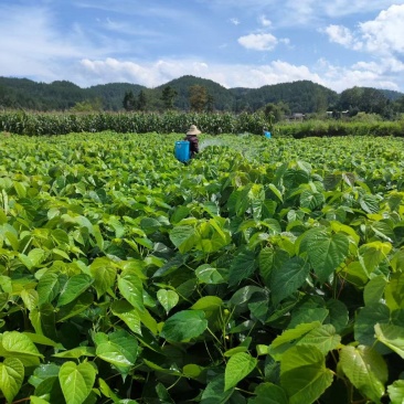 山桐子苗湖北基地直发规格齐全保质保量供货