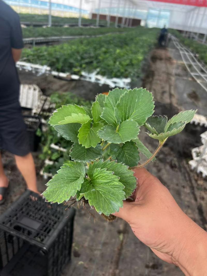 产地严选粉玉2号草莓苗大量上市量大从优来电咨询优惠