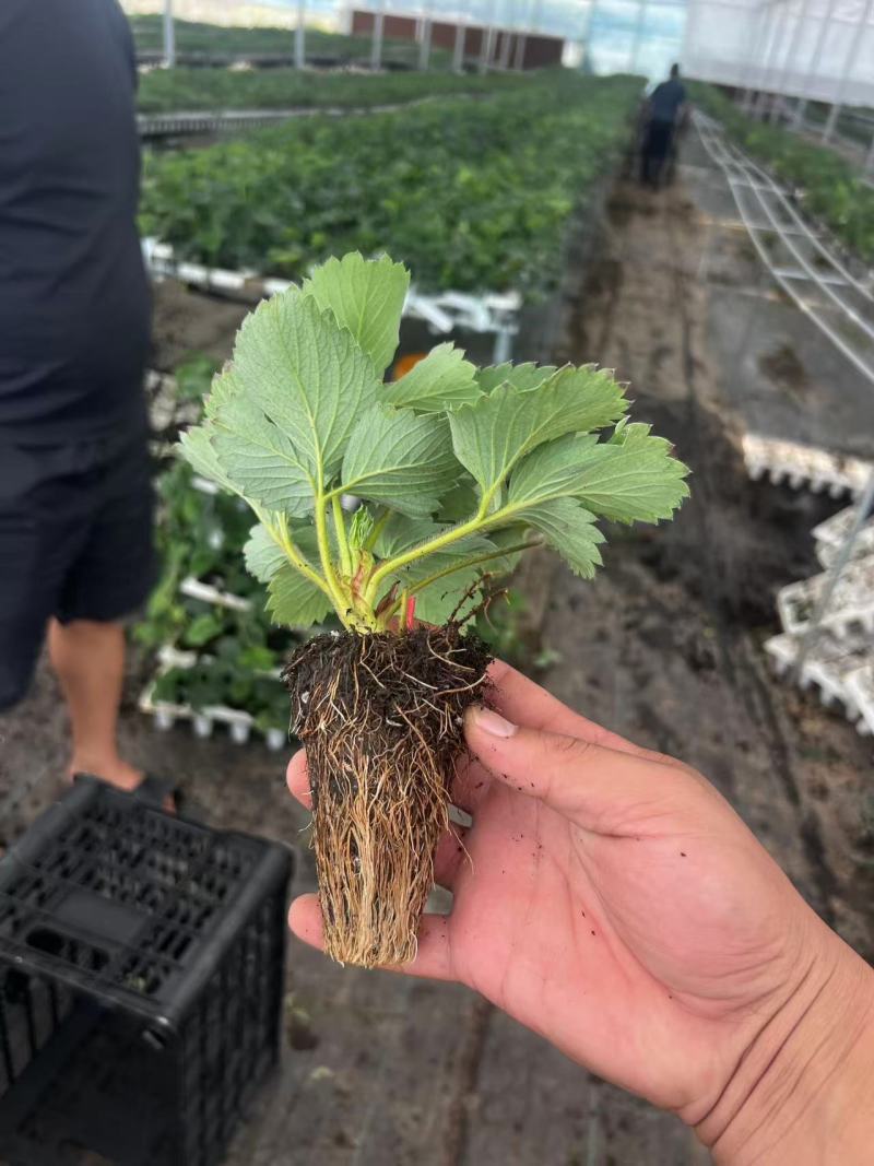 产地严选粉玉2号草莓苗大量上市量大从优来电咨询优惠