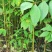 厚皮黄柏苗湖北基地直发规格齐全质量保证价钱可谈