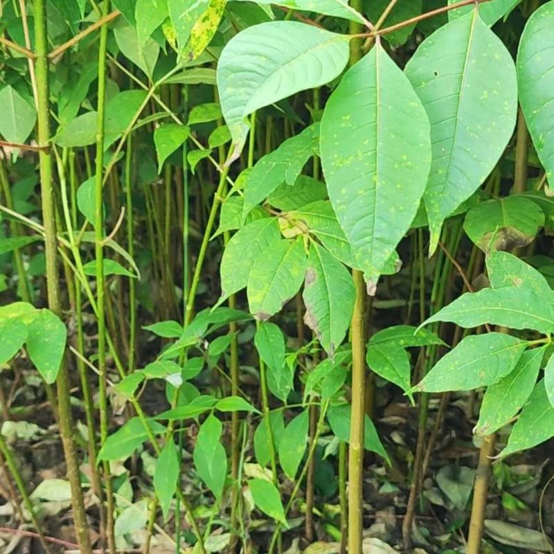 厚皮黄柏苗湖北基地直发规格齐全质量保证价钱可谈