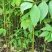 厚皮黄柏苗湖北基地直发规格齐全质量保证价钱可谈