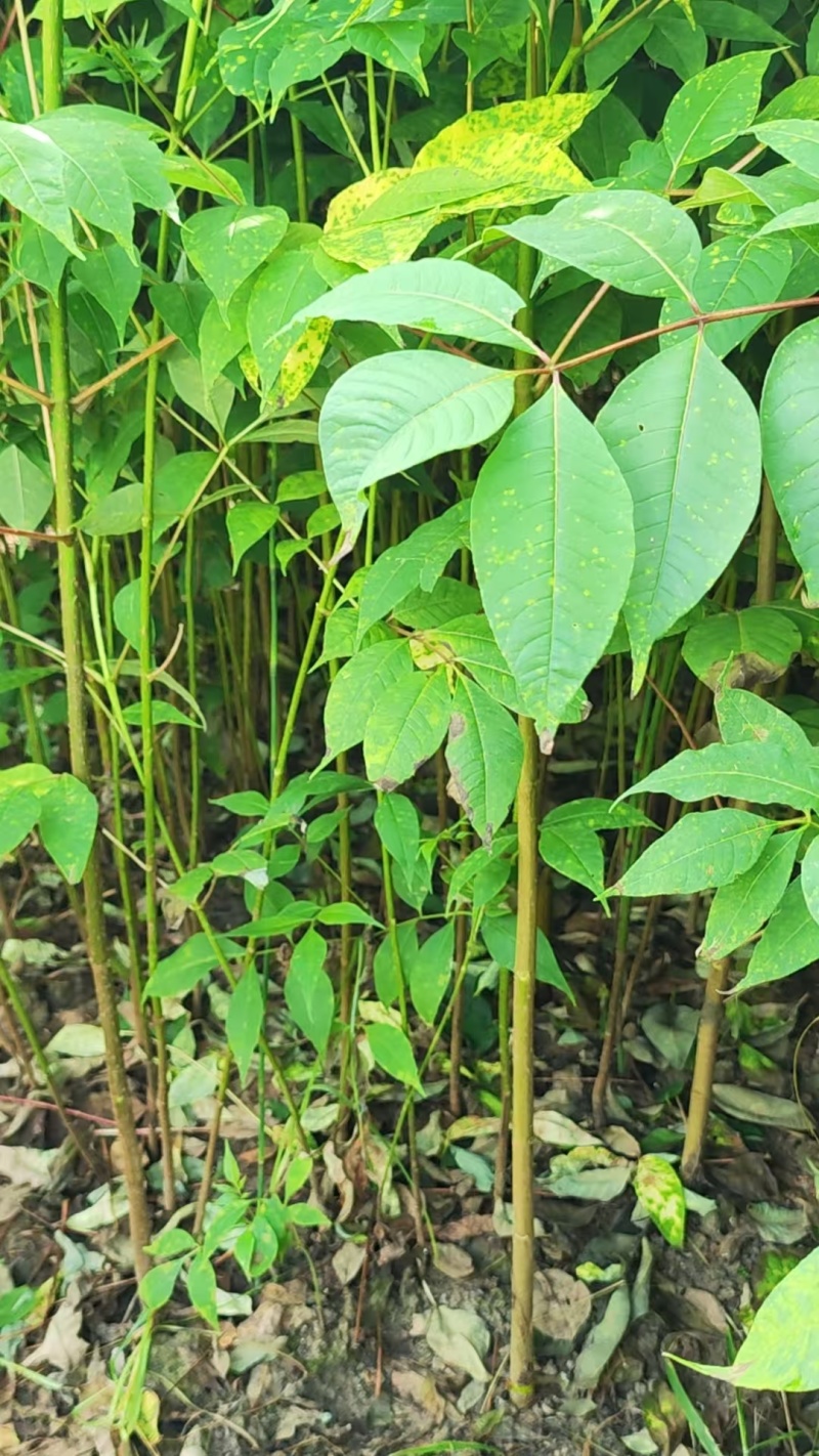 厚皮黄柏苗湖北基地直发规格齐全质量保证价钱可谈