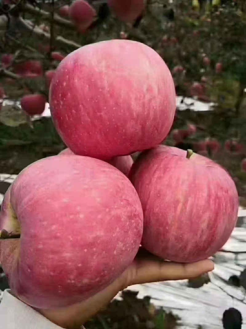 陕西红富士