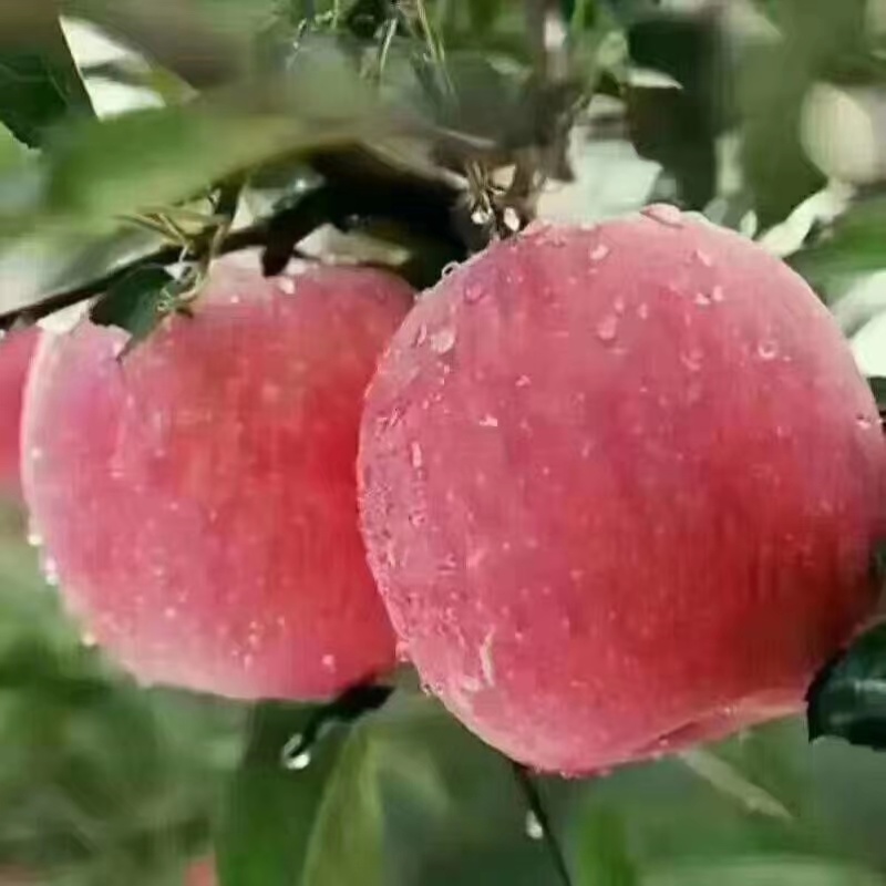 陕西红富士