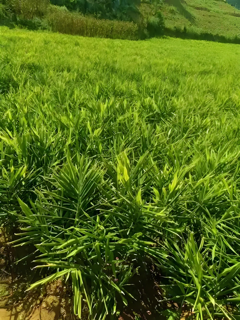 贵州二黄姜