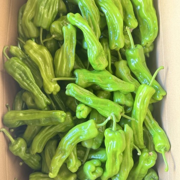 苏椒芜湖椒精品全国代发301螺丝椒产地直发